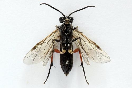 Macrophya sanguinolenta