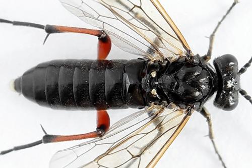 Réf. 224 360 : Macrophya sanguinolenta