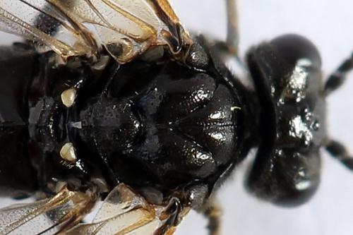Macrophya sanguinolenta