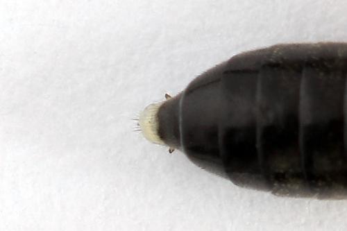 Réf. 224 362 : Macrophya sanguinolenta