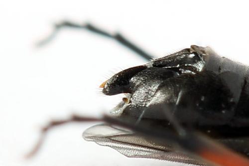 Macrophya sanguinolenta