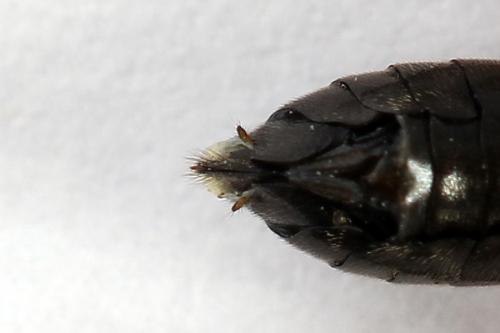 Réf. 224 364 : Macrophya sanguinolenta