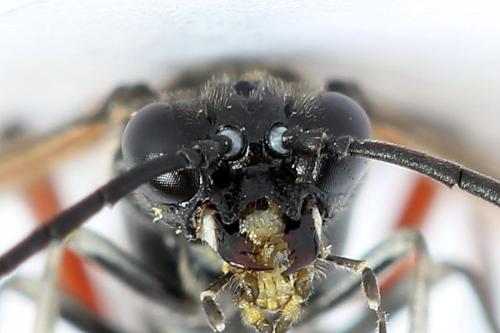Réf. 224 365 : Macrophya sanguinolenta