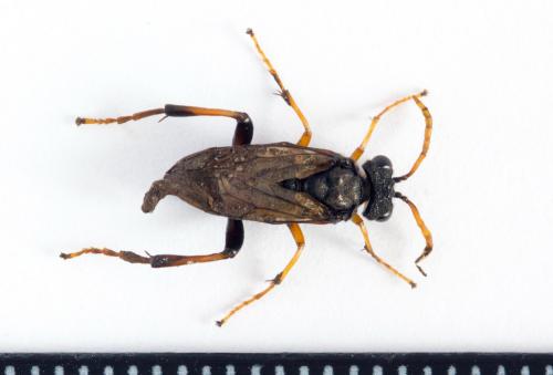 Réf. 224 453 : Siobla sturmii