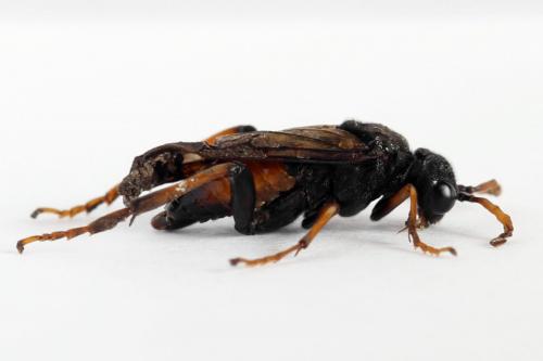 Siobla sturmii