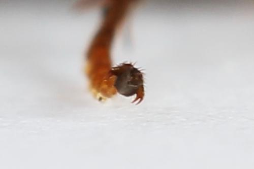 Réf. 224 457 : Siobla sturmii