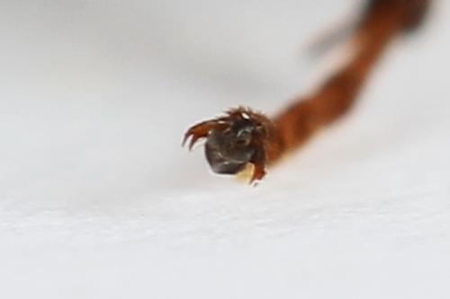 Siobla sturmii
