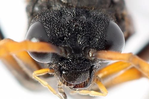 Siobla sturmii
