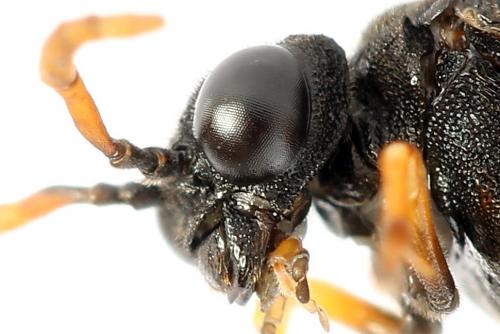 Réf. 224 461 : Siobla sturmii