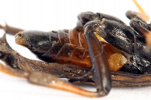 Réf. 224 462 : Siobla sturmii