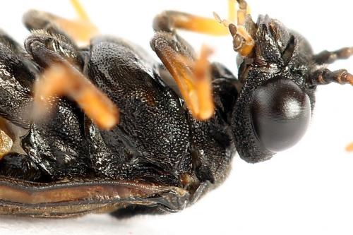 Réf. 224 463 : Siobla sturmii