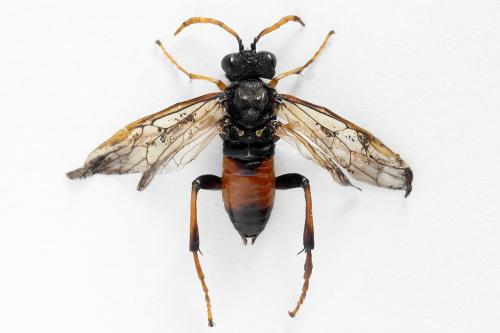 Siobla sturmii