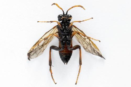 Siobla sturmii