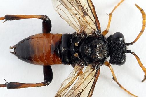 Réf. 224 466 : Siobla sturmii