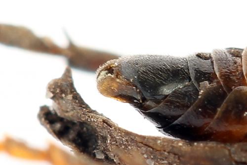 Réf. 224 468 : Siobla sturmii