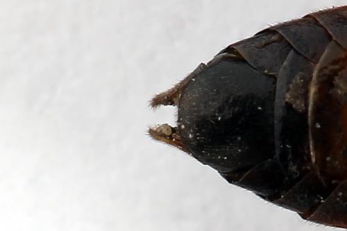 Réf. 224 469 : Siobla sturmii