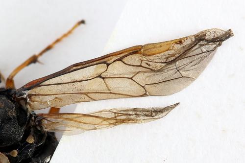 Réf. 224 470 : Siobla sturmii