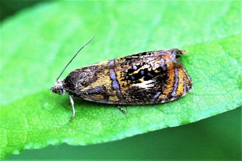 Réf. 224 591 : Olethreutes arcuella