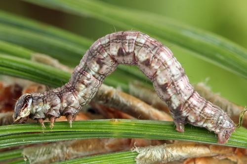 Réf. 224 098 : Macaria signaria