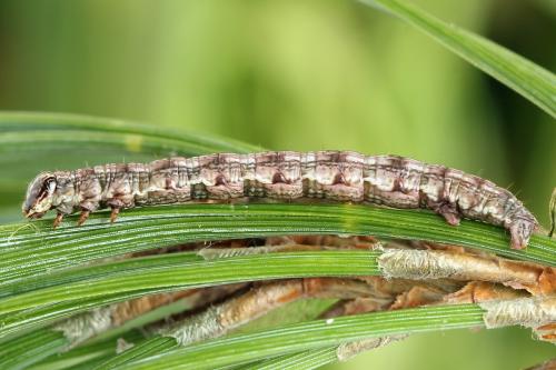 Réf. 224 099 : Macaria signaria