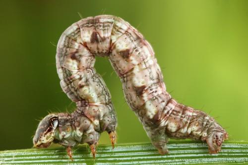 Réf. 224 102 : Macaria signaria
