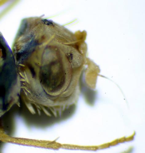 Campiglossa irrorata