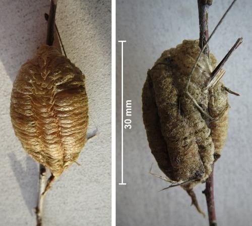 Réf. 224 270 : Mantis religiosa
