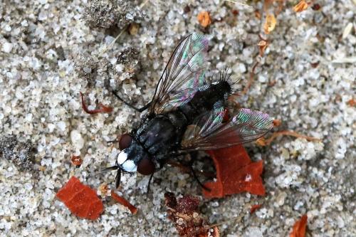 Réf. 224 161 : Metopia argyrocephala