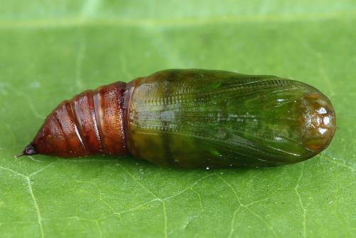 Réf. 224 103 : Macaria signaria