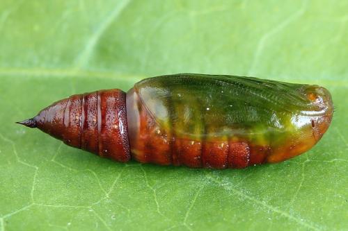 Réf. 224 104 : Macaria signaria