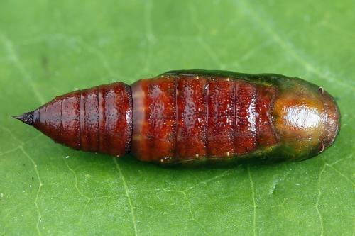 Réf. 224 105 : Macaria signaria