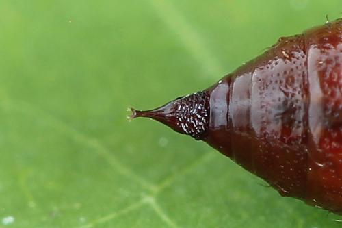 Réf. 224 106 : Macaria signaria