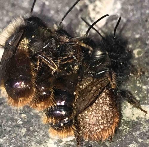Osmia sp.
