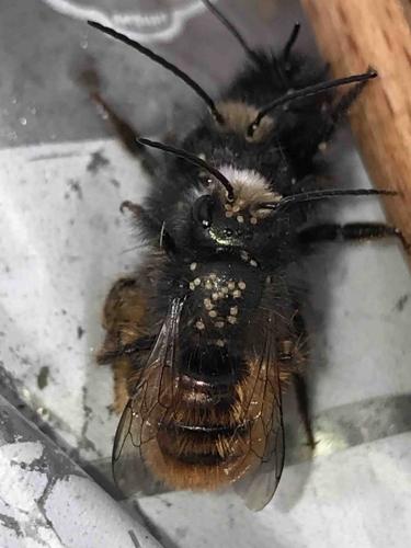 Osmia sp.