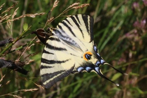 Réf. 224 423 : Iphiclides podalirius