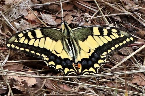 Papilio machaon