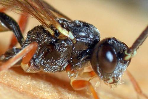 Cryptinae