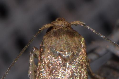 Réf. 224 321 : Blastobasis phycidella