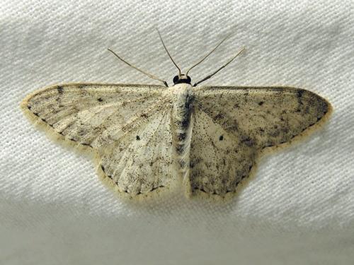 Réf. 224 332 : Scopula marginepunctata