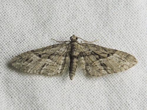 Eupithecia oxycedrata