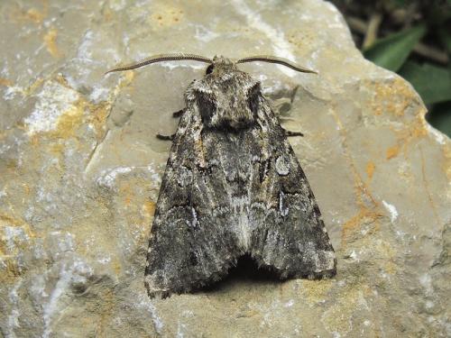 Réf. 224 383 : Pachetra sagittigera