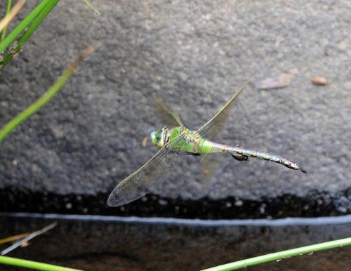 Réf. 224 202 : Anax imperator