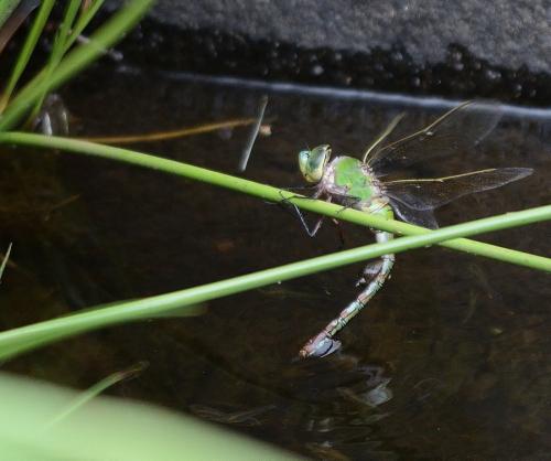 Réf. 224 203 : Anax imperator