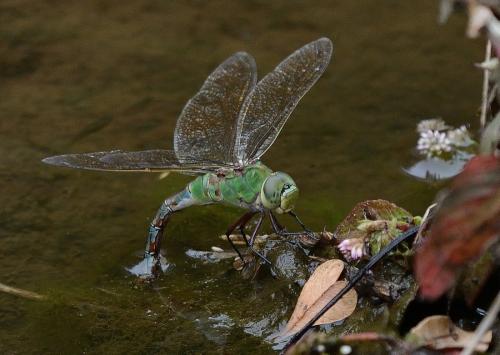 Réf. 224 205 : Anax imperator