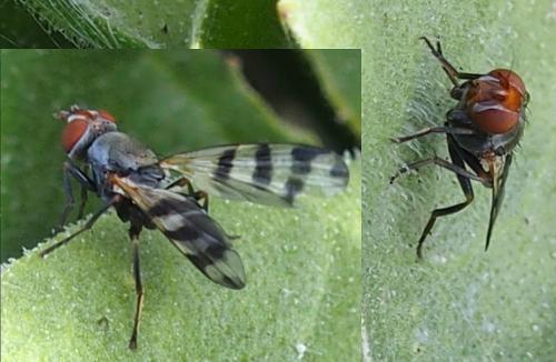 Réf. 224 597 : Ceroxys urticae