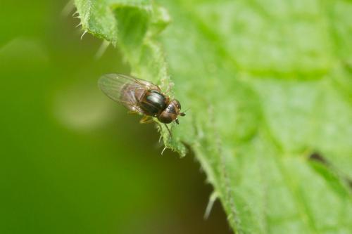 Thaumatomyia sp.