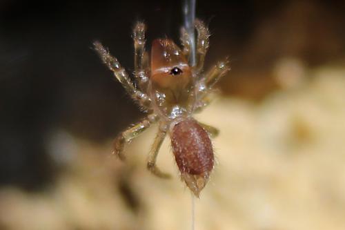Atypus sp.