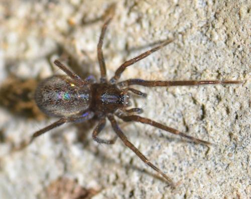Eratigena picta