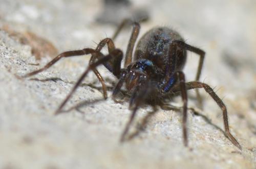 Eratigena picta