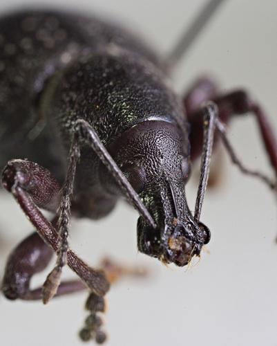Réf. 224 275 : Otiorhynchus tenebricosus